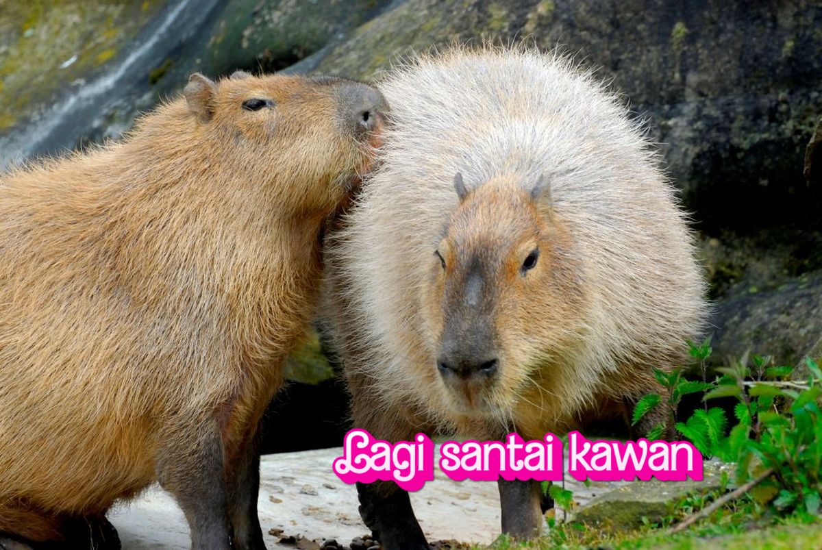 10 Foto Lucu Capybara yang Bikin Hari Kamu Cerah
